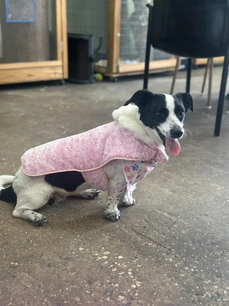 A young small-sized female Dachshund dog named Polly for adoption in Crescent City, FL