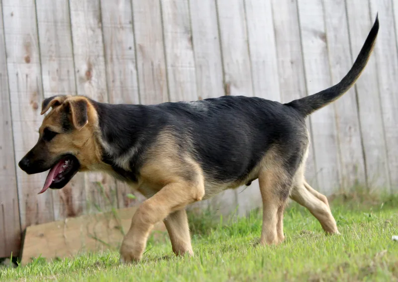 A baby large-sized male Yellow / Tan / Blond / Fawn German Shepherd Dog dog named Stockton for adoption in Silvana, WA