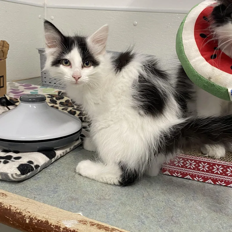 A young medium-sized female Domestic Short Hair cat named Vex for adoption in Belleville, MI