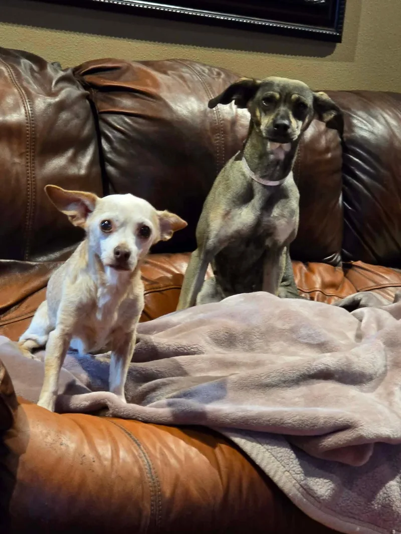 An adult medium-sized female Mixed Breed dog named Pippa for adoption in PITTSBURGH, PA
