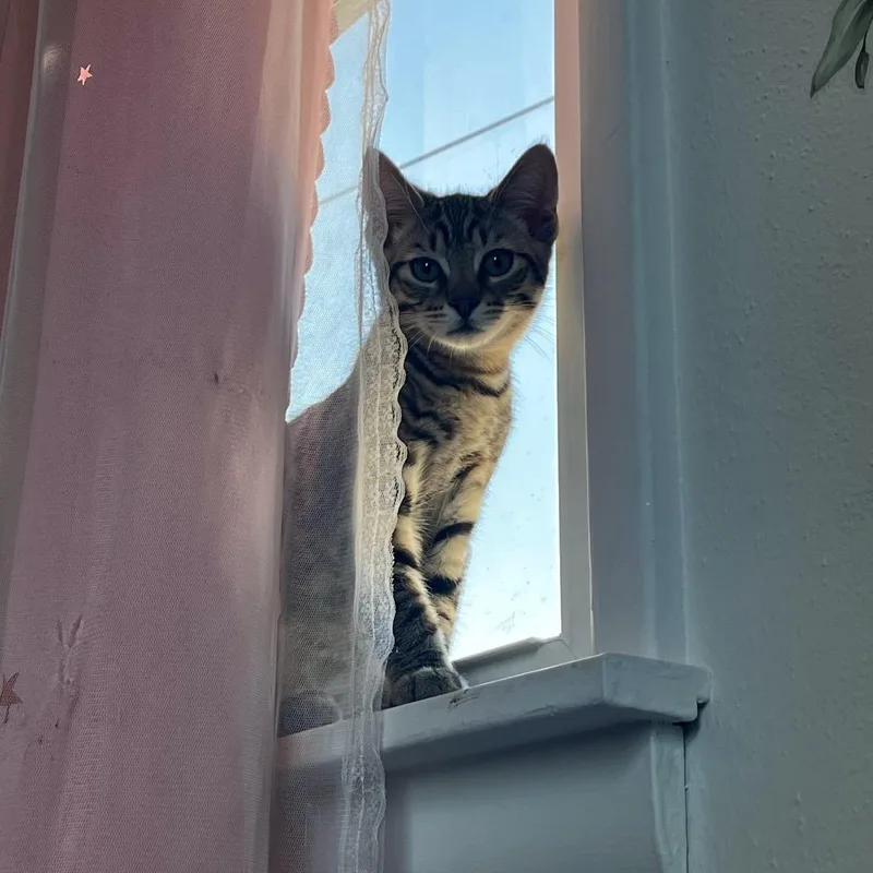 A baby small-sized male Domestic Short Hair cat named Lunar for adoption in Spokane, WA