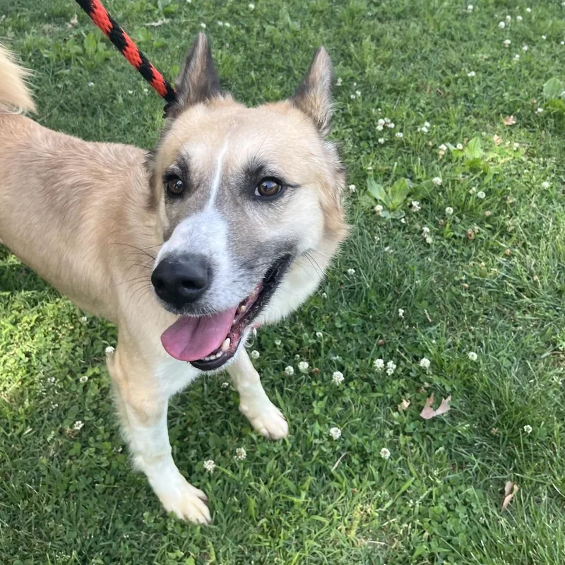 A young large-sized male Yellow / Tan / Blond / Fawn Shepherd dog named Koda for adoption in Philadelphia, PA