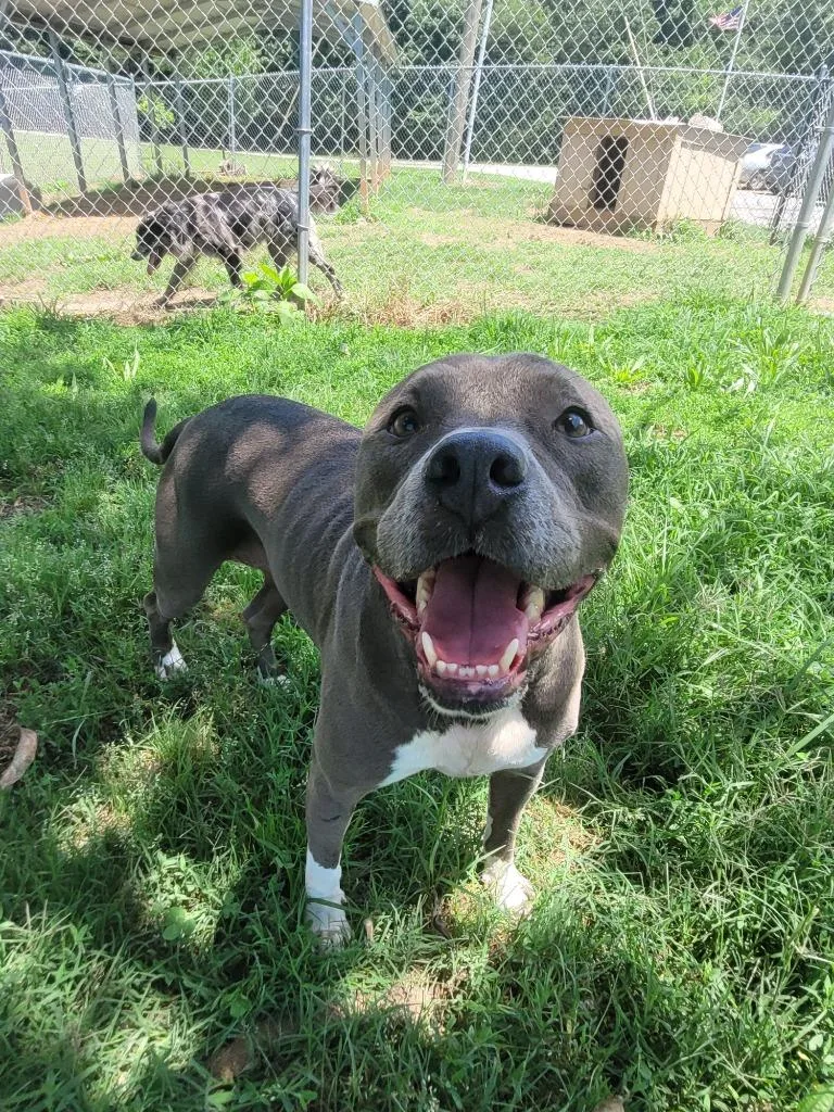 An adult large-sized female Pit Bull Terrier dog named Saucie for adoption in Lawrenceburg, TN