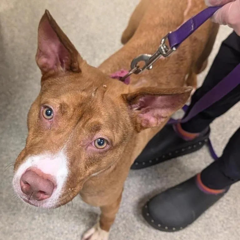A young large-sized female Brown / Chocolate Mixed Breed dog named Clementine for adoption in Jacksonville, FL