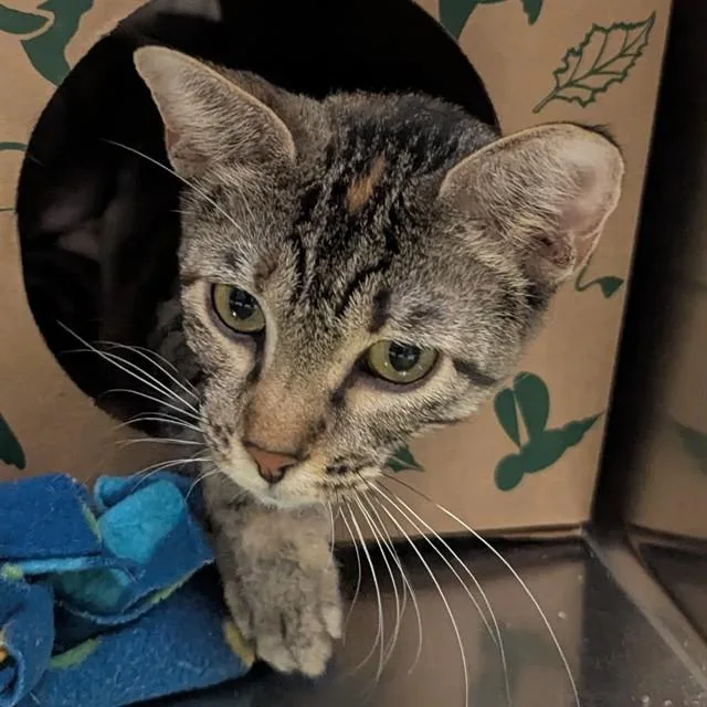 A young large-sized female Domestic Short Hair cat named Molly for adoption in Olivette, MO