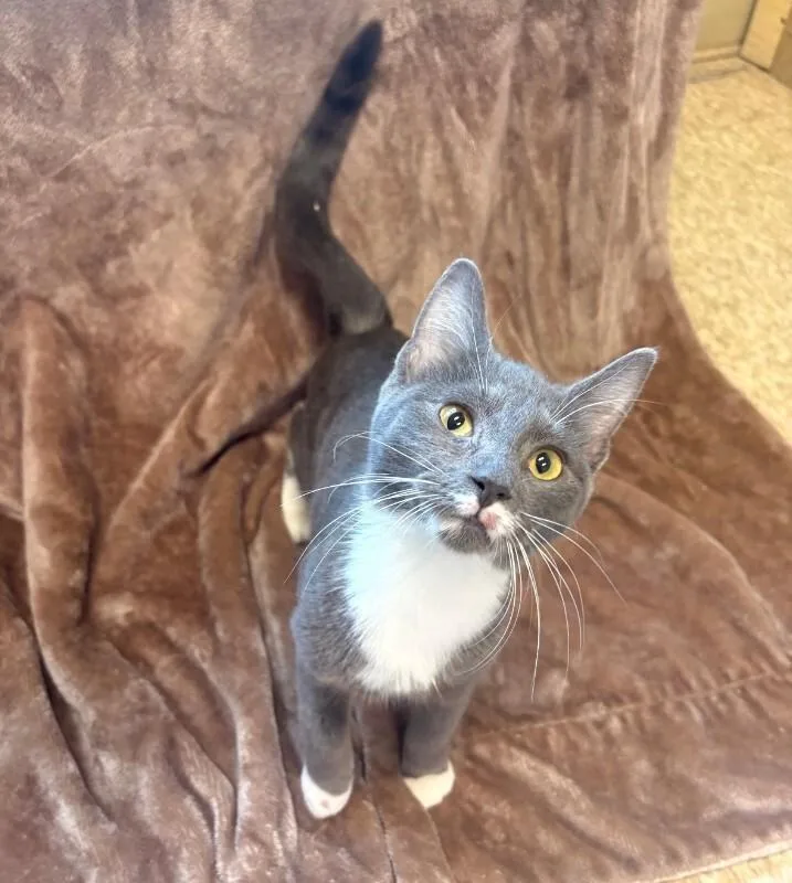 An adult medium-sized female Gray / Blue / Silver Domestic Short Hair cat named Oskaria for adoption in Warren, PA