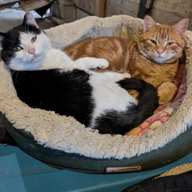 Bonnie C thumbnail 3