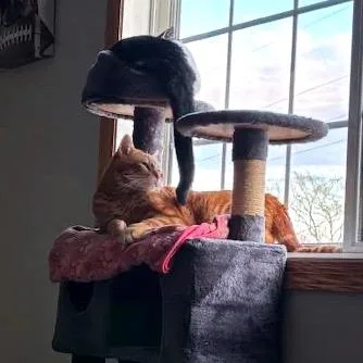 Bonnie C thumbnail 5