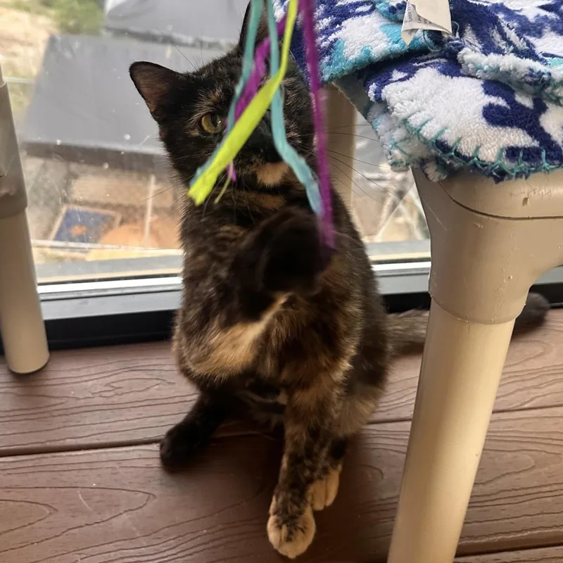A young medium-sized female Tortoiseshell Domestic Short Hair cat named Precious for adoption in Rocky Mount, VA