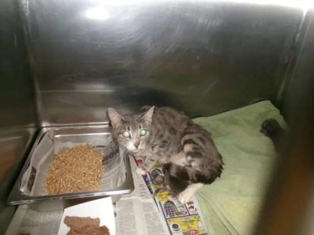 A young medium-sized female Domestic Short Hair cat named Sushi for adoption in Van Nuys, CA