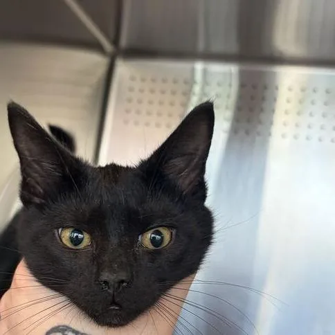 A baby small-sized male Black Domestic Short Hair cat named Luke for adoption in Asheville, NC