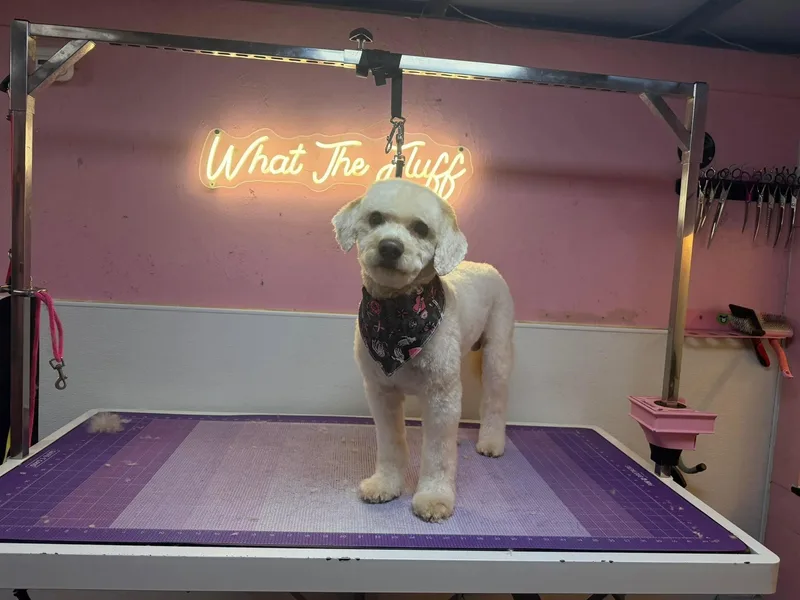 An adult small-sized male White / Cream Miniature Poodle dog named Bostin for adoption in Cranston, RI