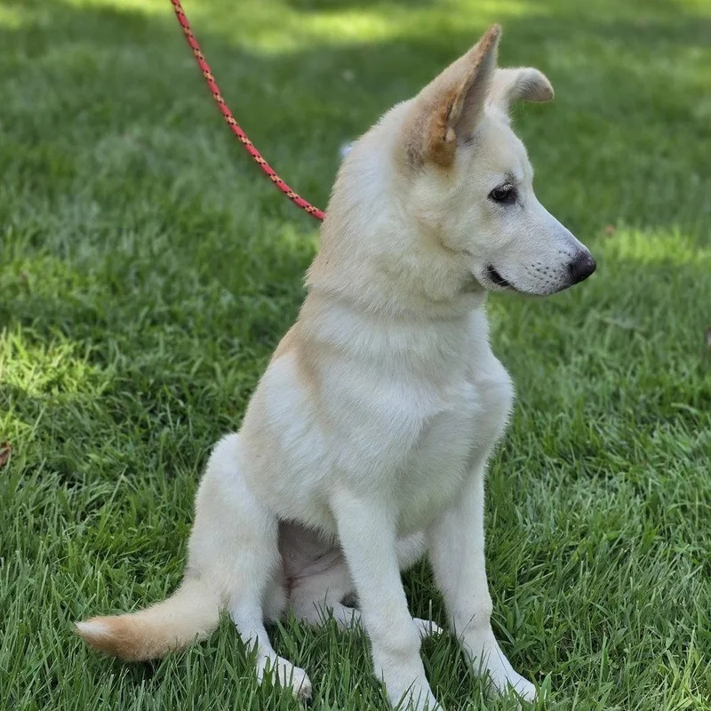 A baby medium-sized female Shepherd dog named Indi for adoption in Locust Fork, AL