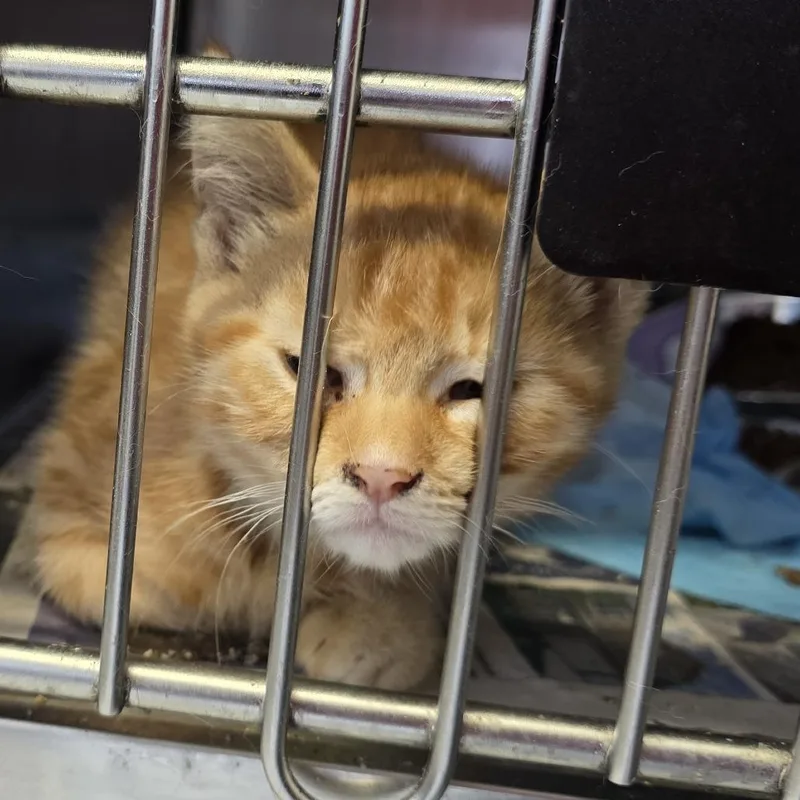 A baby small-sized female Orange / Red Domestic Short Hair cat named Loviah for adoption in Fort Wayne, IN