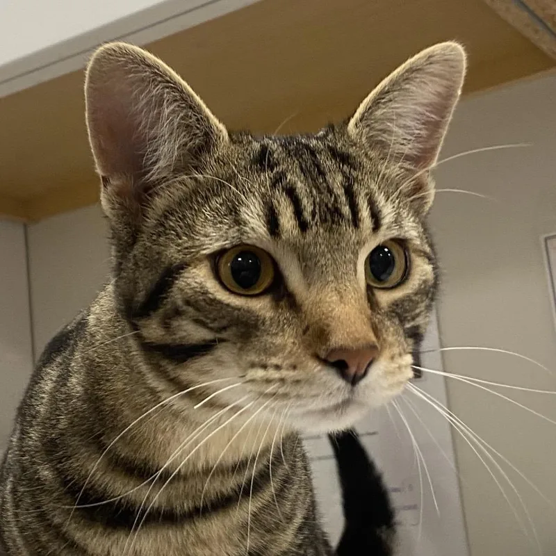 A young medium-sized male Domestic Short Hair cat named Zeke for adoption in Rifle, CO