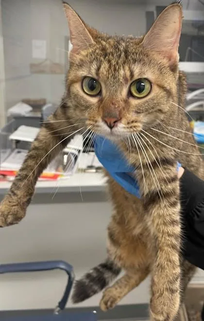 A young medium-sized female Domestic Medium Hair cat named Chloe for adoption in Shreveport, LA