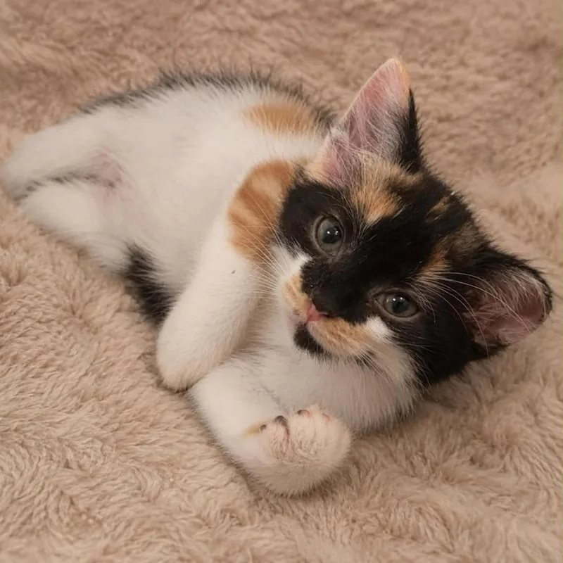 A baby large-sized female Domestic Short Hair cat named Jessie for adoption in Columbia, TN