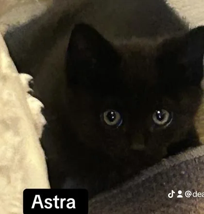 A baby small-sized female Domestic Short Hair cat named Astra for adoption in Sacramento, CA