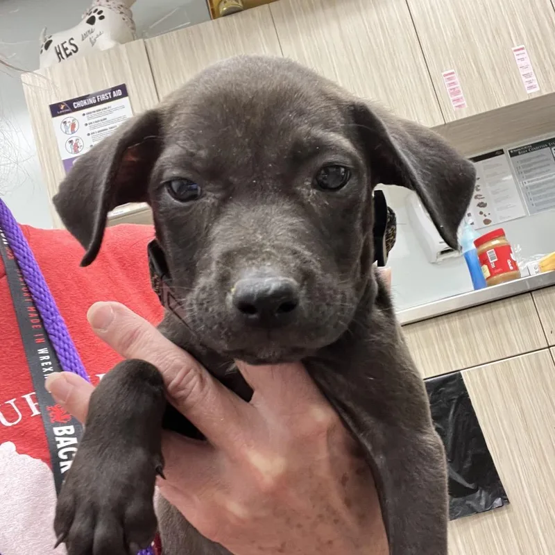 A baby small-sized female Mixed Breed dog named Sienna for adoption in Chattanooga, TN