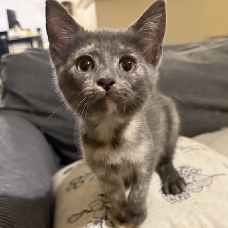 A baby small-sized female Domestic Short Hair cat named Malibu for adoption in Woodstock, GA