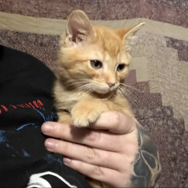 A baby small-sized male Brown / Chocolate Domestic Medium Hair cat named Bop It! for adoption in Middletown, OH