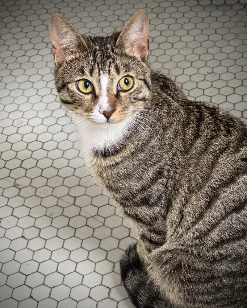 A young medium-sized male Tabby (Brown / Chocolate) American Shorthair cat named Carl Westwood for adoption in Bronx, NY