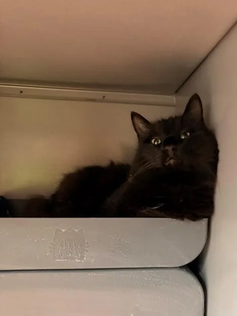 An adult medium-sized male Domestic Medium Hair cat named Monty for adoption in Leesburg, VA