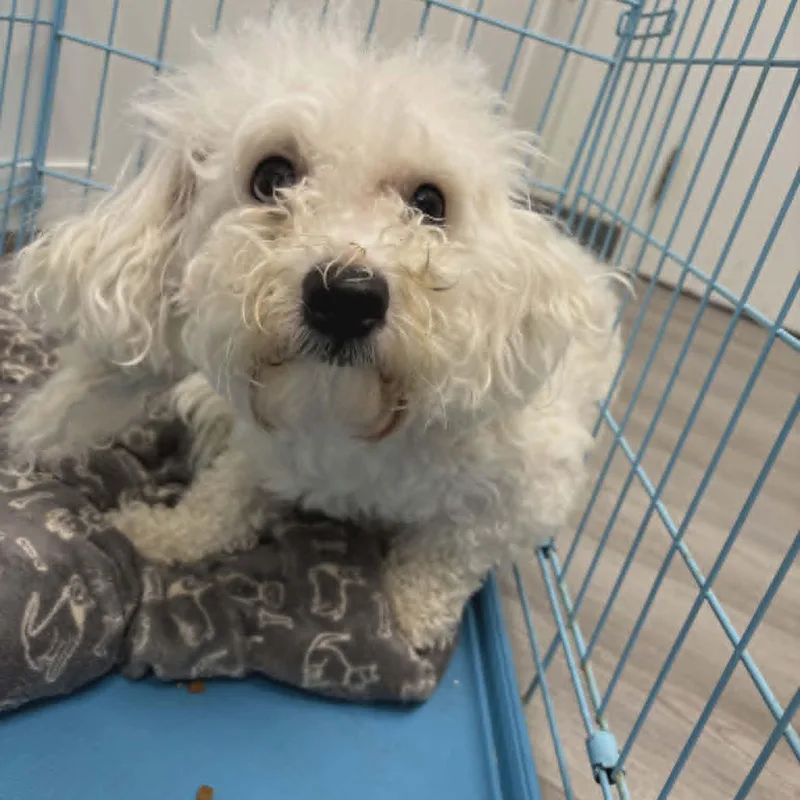 A young small-sized male White / Cream Bichon Frise dog named Gus for adoption in Orange, VA