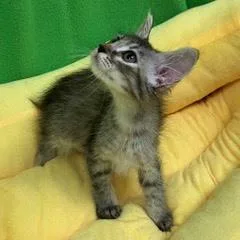 A baby medium-sized female Torbie cat named Sinker for adoption in Green Valley, AZ