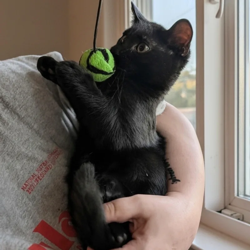 A baby medium-sized male Black Domestic Short Hair cat named Elmo for adoption in Norwalk, CT