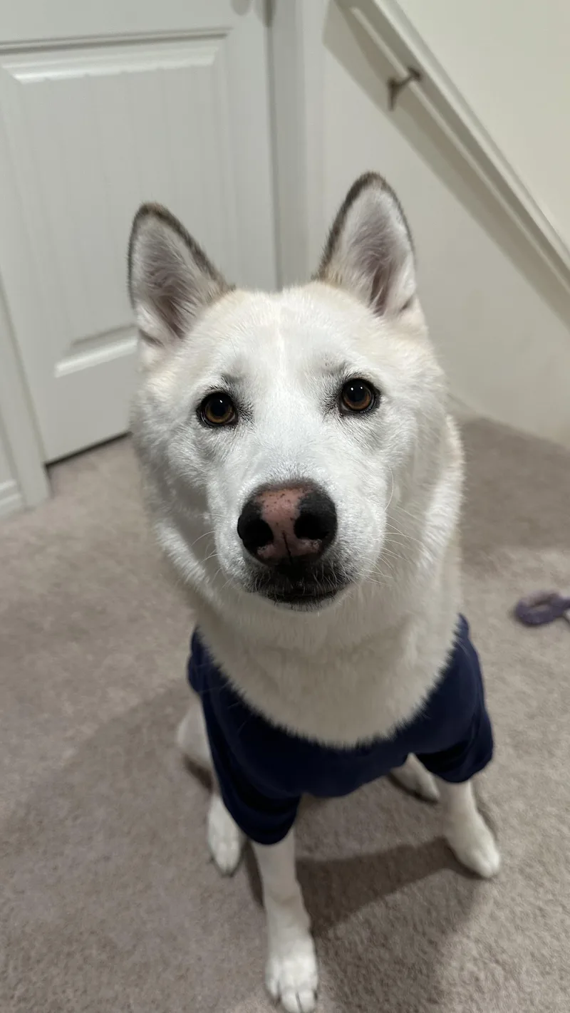 An adult medium-sized female Siberian Husky dog named Sol for adoption in Menifee, CA