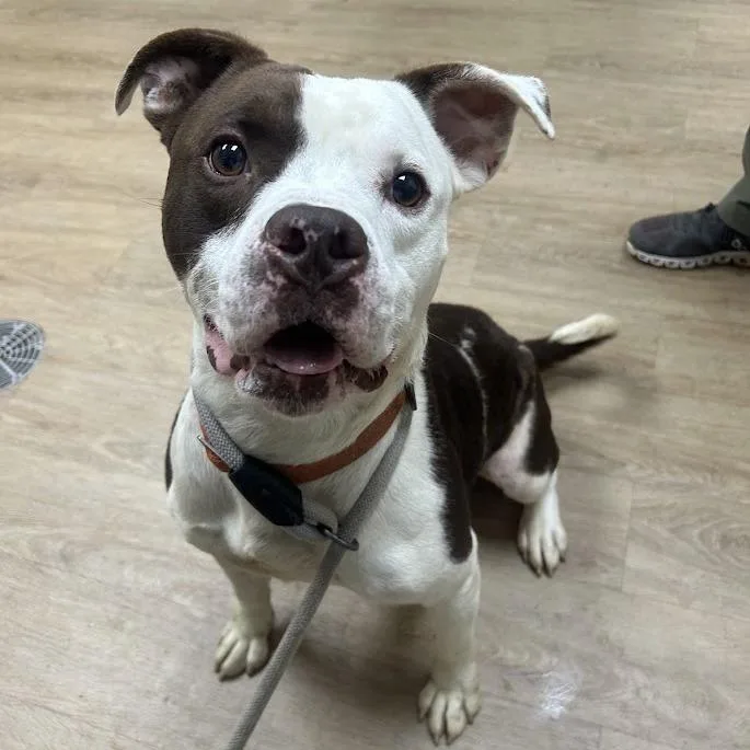 An adult medium-sized male Brown / Chocolate Pit Bull Terrier dog named Benny for adoption in Lyndhurst, VA