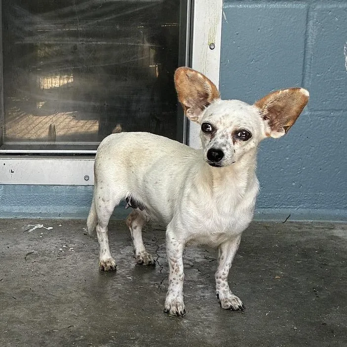 An adult small-sized female White / Cream Chihuahua dog named Big Shebang for adoption in Carencro, LA