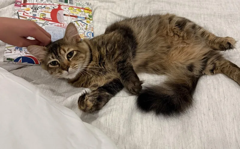 A young small-sized female Tabby cat named Sasha for adoption in Walnut Creek, CA