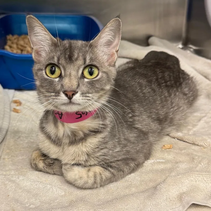 An adult medium-sized female Gray / Blue / Silver Domestic Short Hair cat named Task Rabbit for adoption in Redwood City, CA