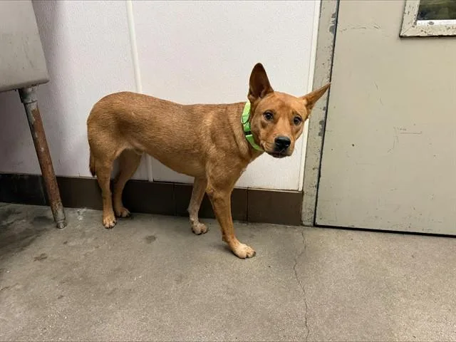 A young medium-sized male Pit Bull Terrier dog named Yodi for adoption in Tucson, AZ