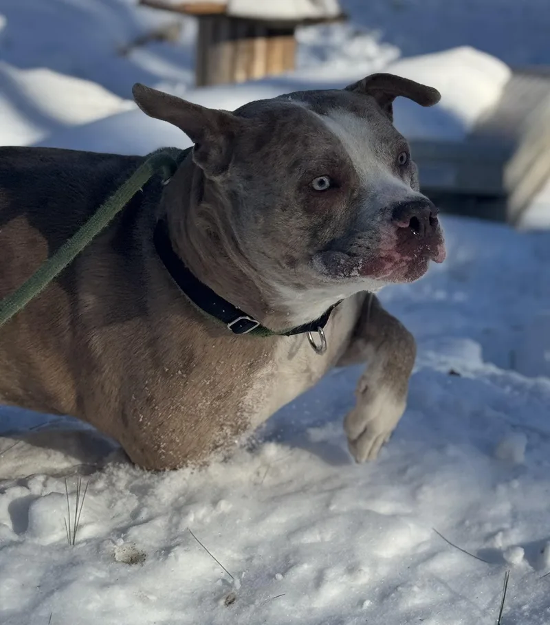 Dip N Dots thumbnail 3