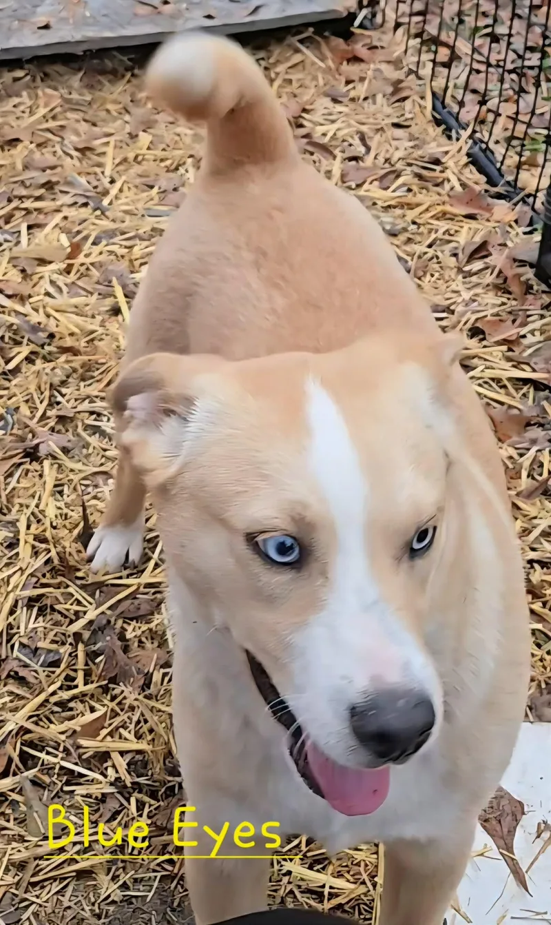 Blue Eyes thumbnail 2