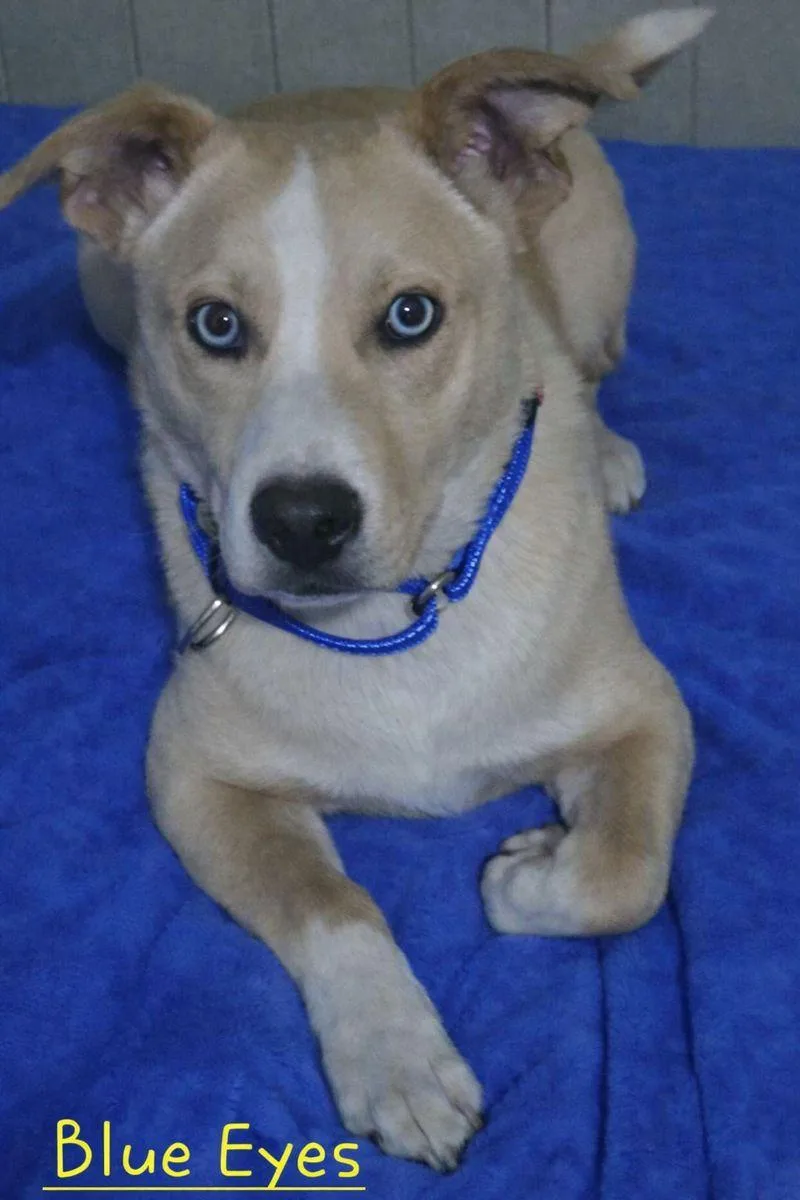 A young medium-sized male Apricot / Beige Husky dog named Blue Eyes for adoption in Wantagh, NY