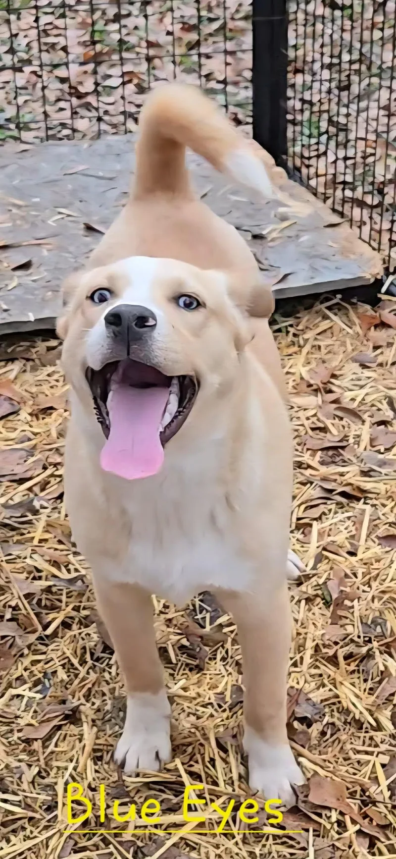 Blue Eyes thumbnail 5