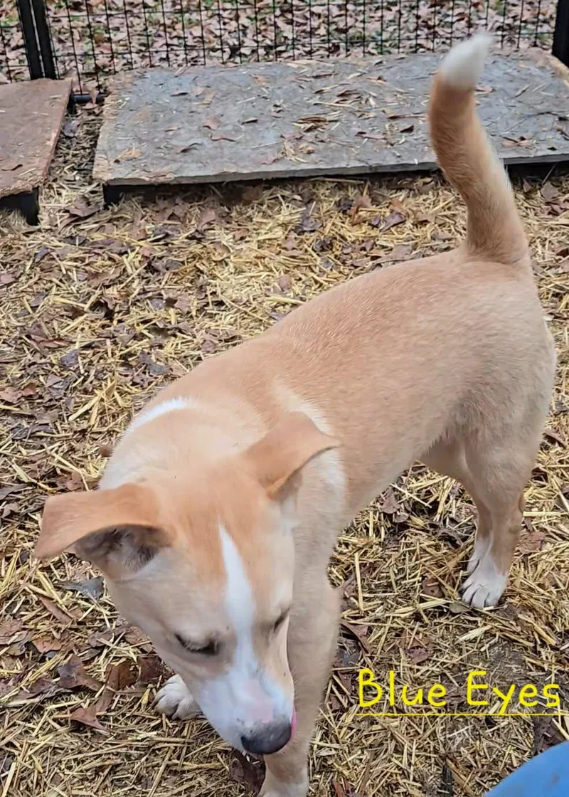 Blue Eyes thumbnail 6