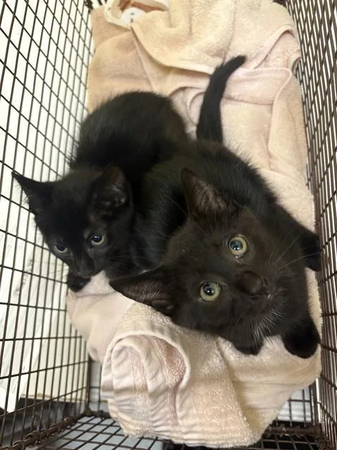 A baby small-sized female Domestic Short Hair cat named Nancy for adoption in Tustin, CA