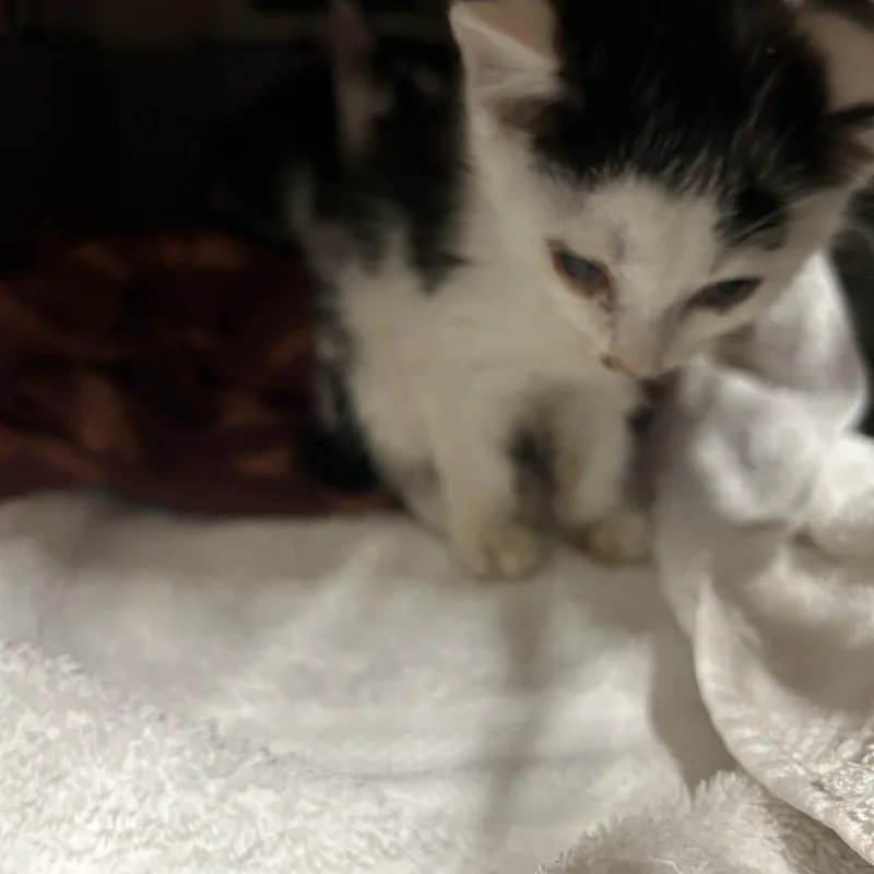 A baby small-sized female Black Domestic Short Hair cat named Zig for adoption in Greensboro, NC