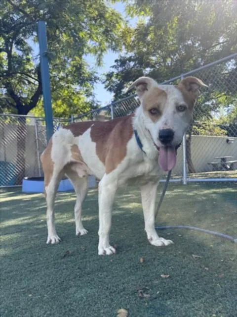 An adult large-sized male Staffordshire Bull Terrier dog named Godfrey for adoption in Chatsworth, CA