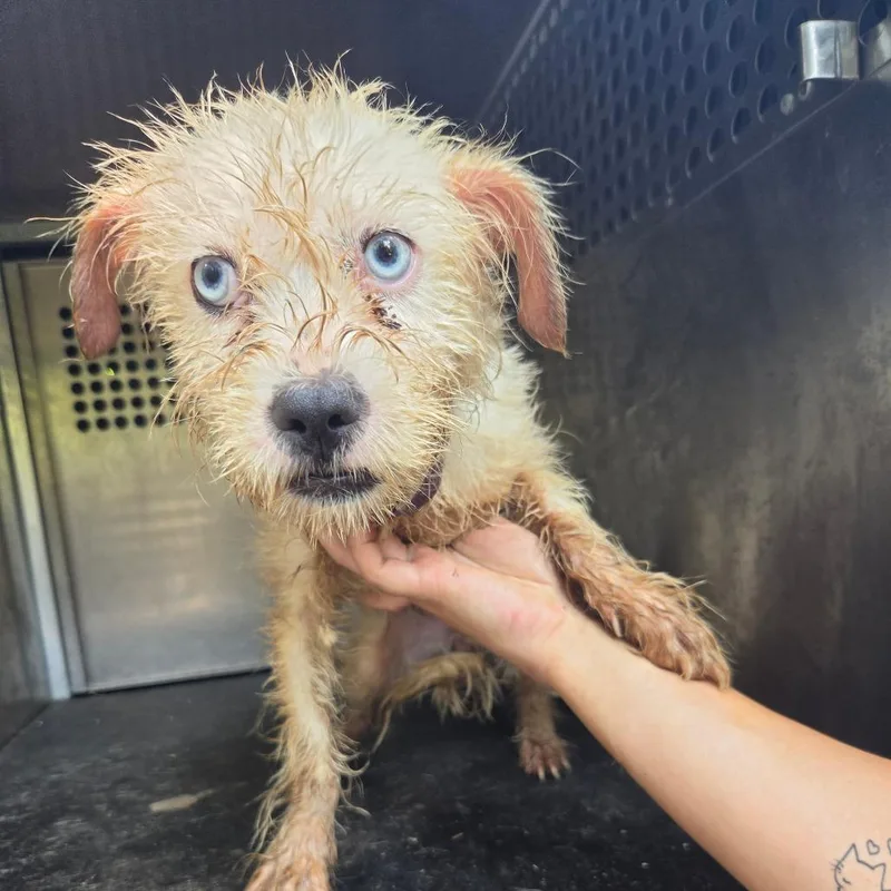 An adult small-sized female White / Cream Terrier dog named Dandelion for adoption in Birmingham, AL