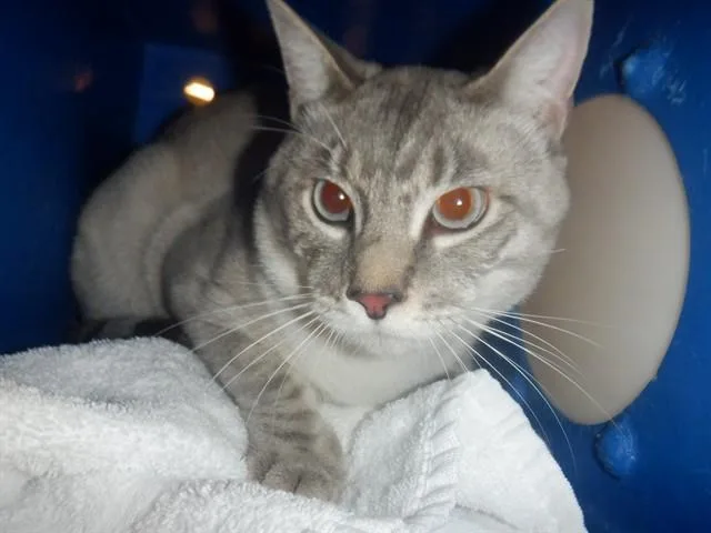 A young medium-sized male Domestic Short Hair cat named Cloud for adoption in San Jose, CA