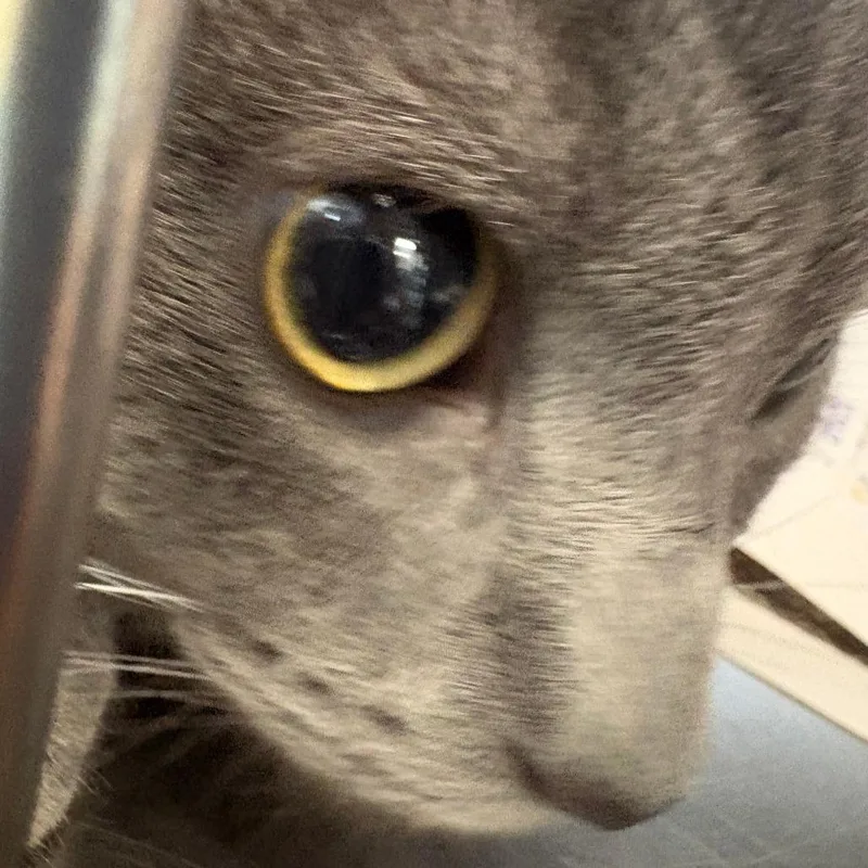 An adult medium-sized male Gray / Blue / Silver Domestic Short Hair cat named Ace for adoption in Brockton, MA