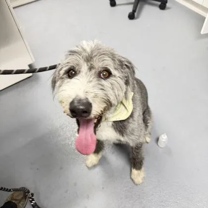 An adult large-sized male Old English Sheepdog dog named Baxter for adoption in Daytona Beach, FL