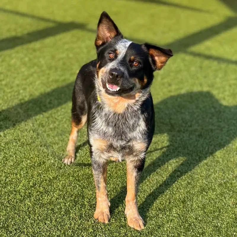 An adult medium-sized male Black Australian Cattle Dog / Blue Heeler dog named Bandit for adoption in Nashville, IN