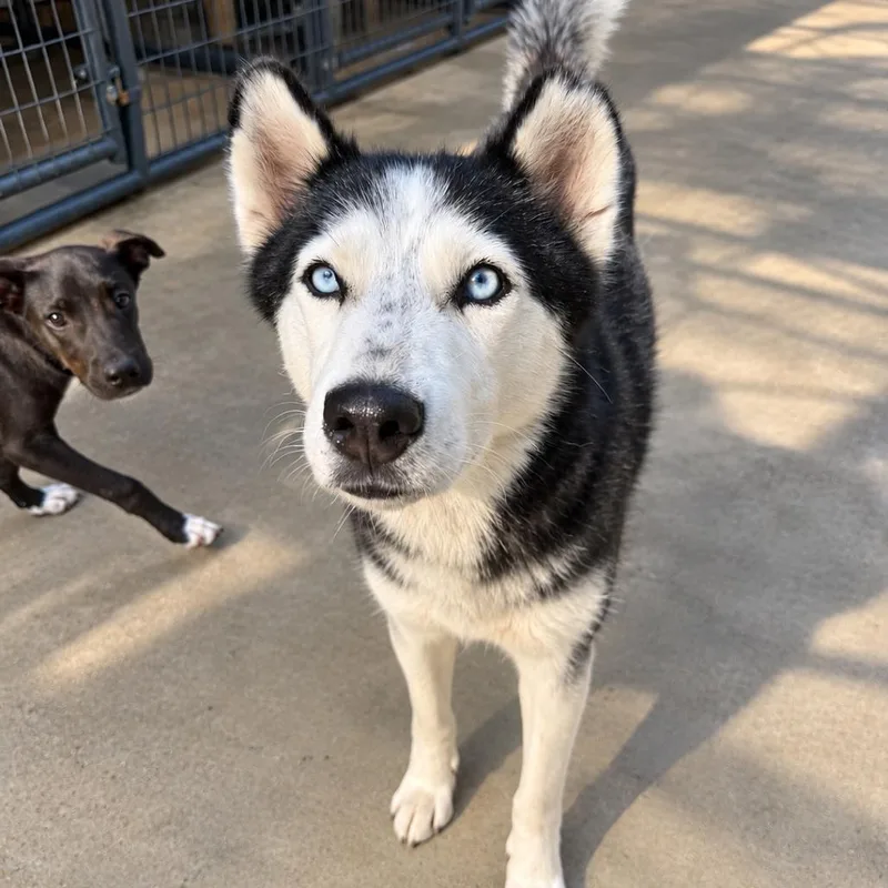 An adult medium-sized female Black Husky dog named Taiji for adoption in Birmingham, AL